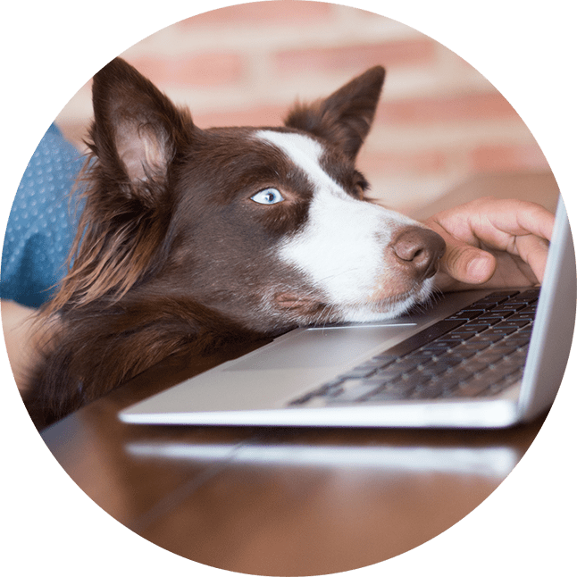 Dog And Owner Browsing Laptop